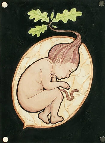 Birth of an Oak
